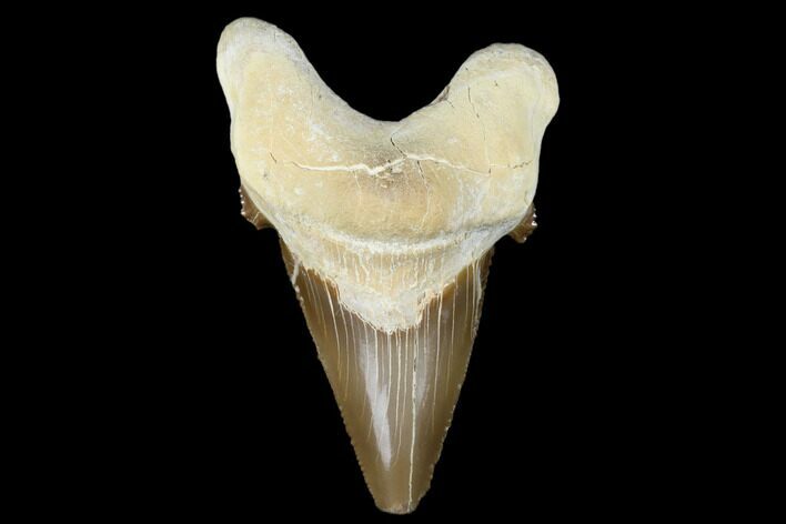 Serrated, Fossil Auriculatus Tooth - Tuzbair, Kazakhstan #173789